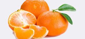 قیمت نارنگی شمال