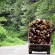 کشف و ضبط بیش از دو تن چوب جنگلی سور قاچاق در تنکابن